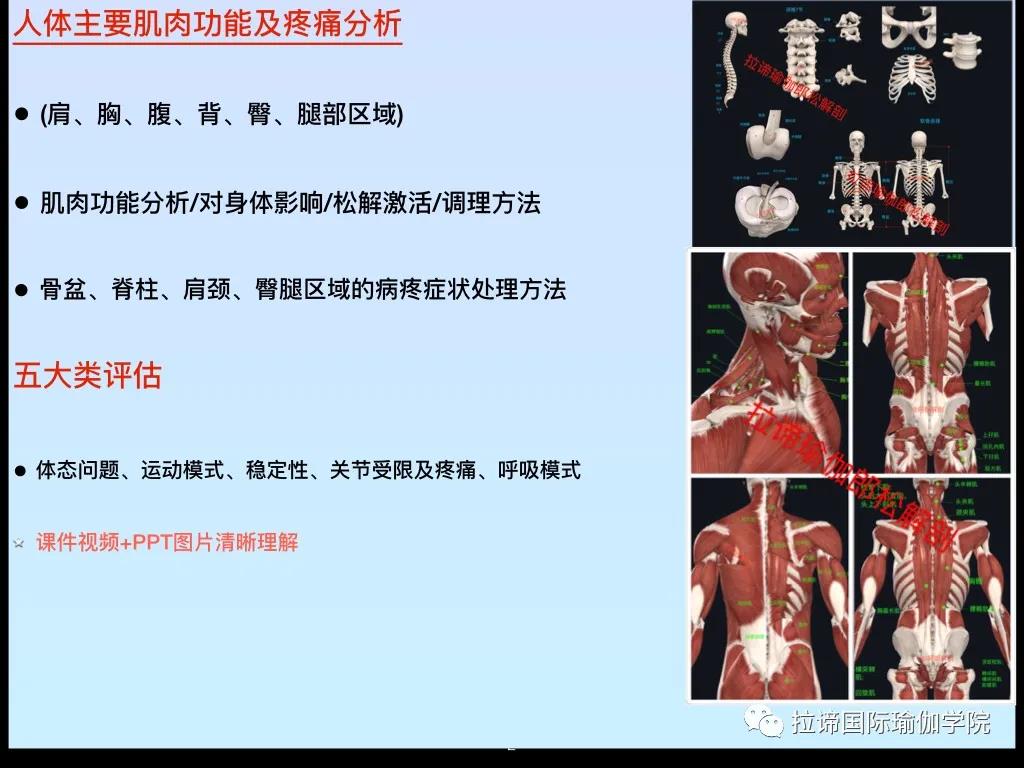 瑜伽解剖PPT 2.jpg